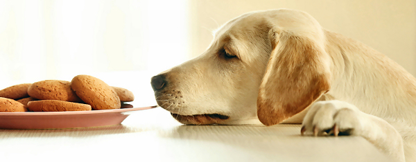 Der TierTalk Blog