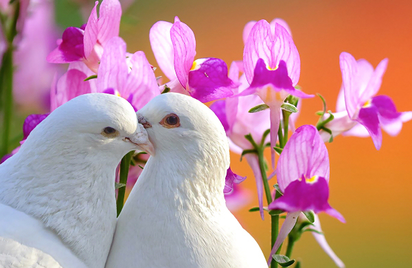 TierTalk Newsletter