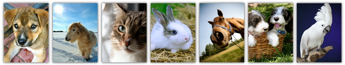 Tierkommunikation