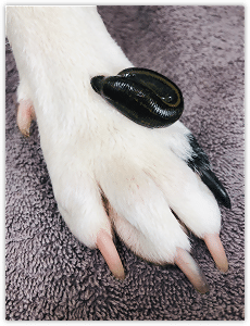 Ylvi bei einer Behandlung mit Blutegeln Physiotherapie für Tiere! Wann und warum?