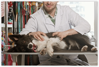 Physiotherapie für Tiere! Wann und warum? Physiotherapie für Tiere! Wann und warum?